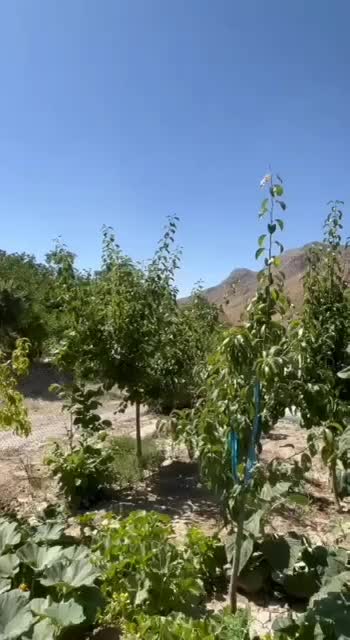 باغ ویلا روستای بهره|فروش خانه و ویلا|مشهد, کارده|دیوار