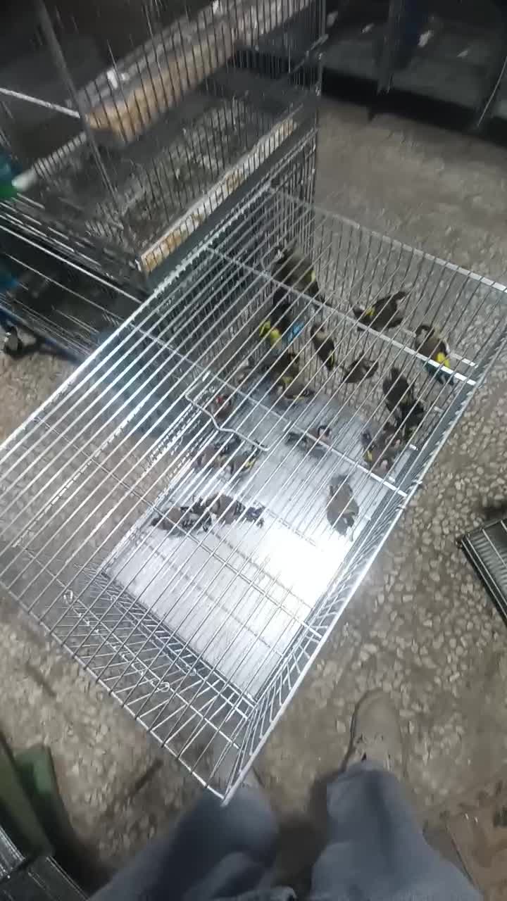 سهره خوب|پرنده|گلستان (تهران), |دیوار