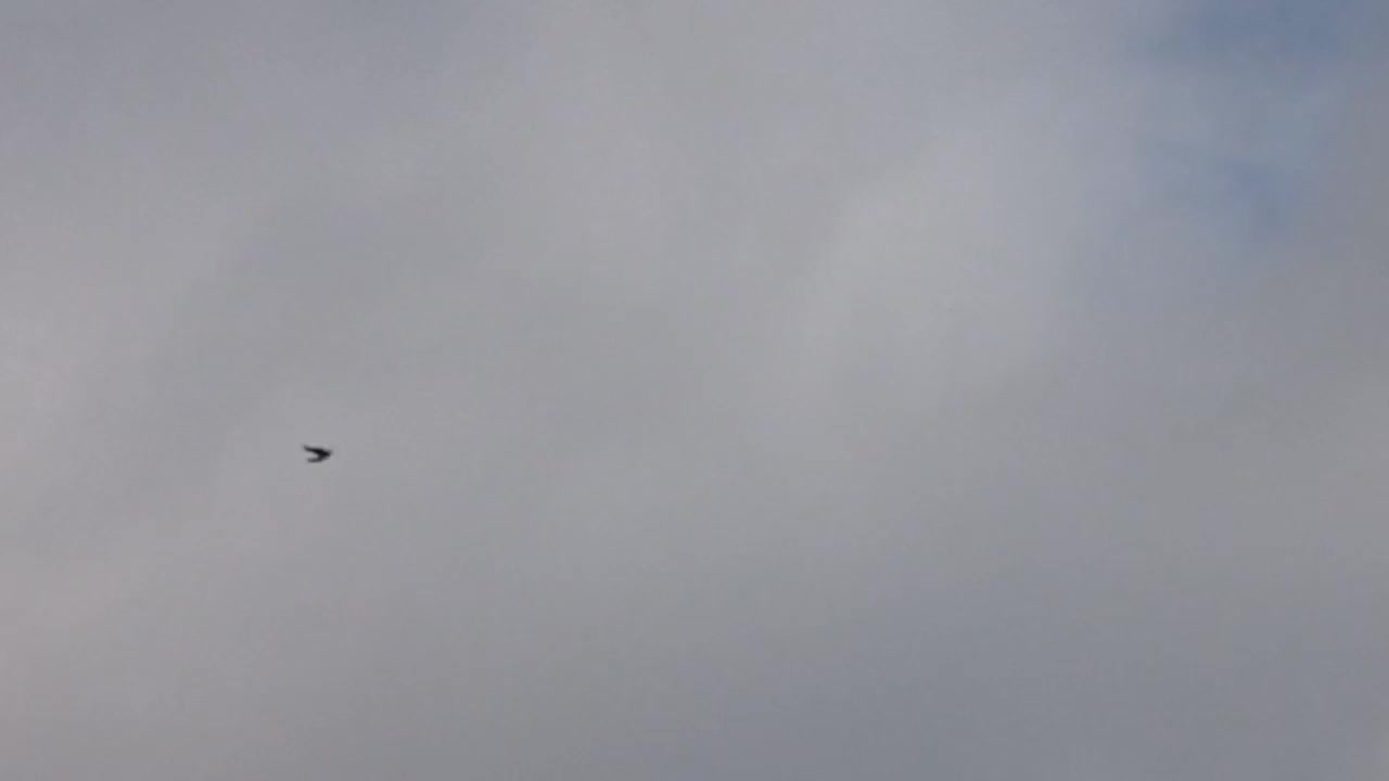 جفت ترکیه نرو ماده|پرنده|میاندوآب, |دیوار