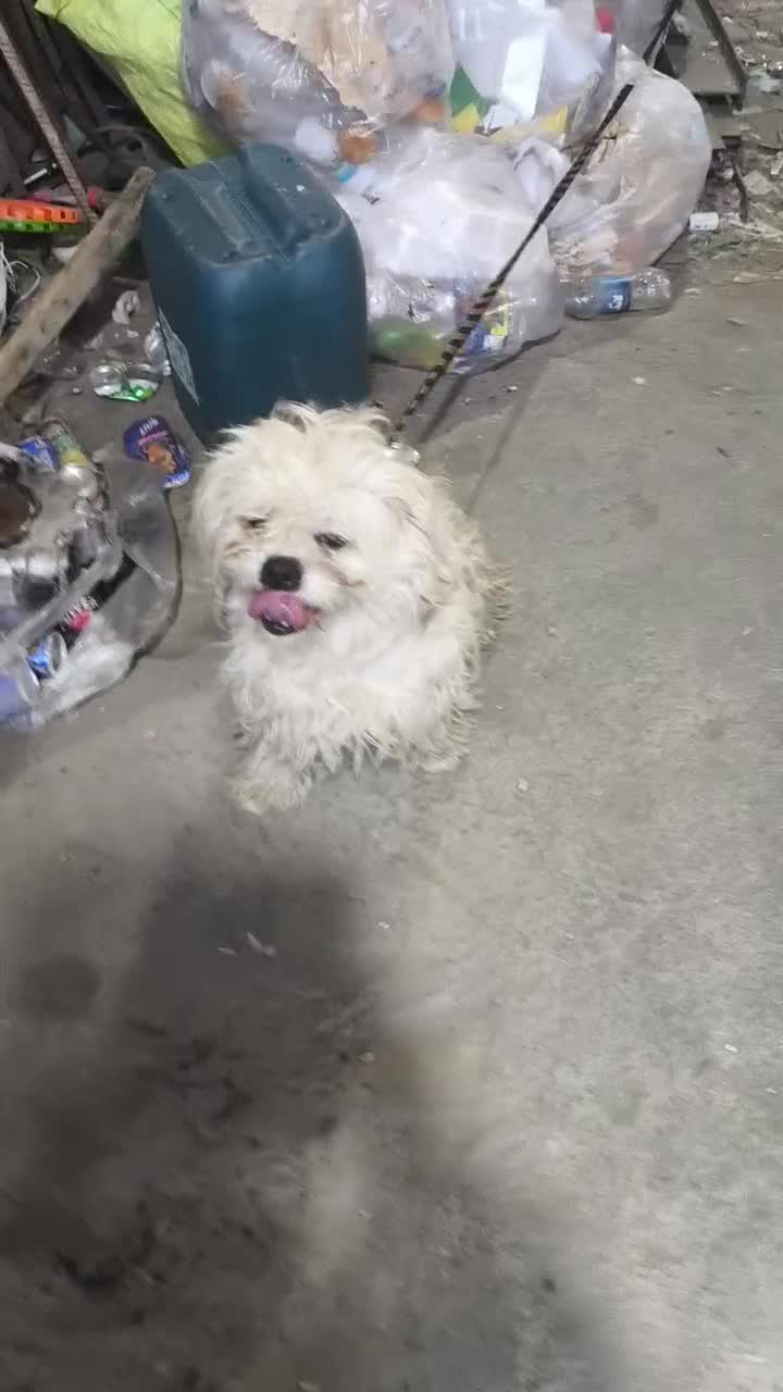 سگ جسی|سگ|ورامین, خیر آباد|دیوار