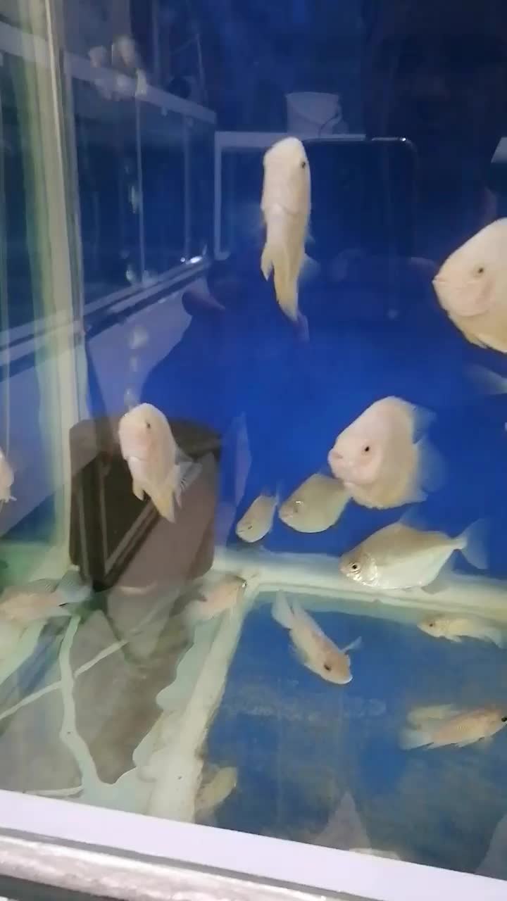 آکواریوم اقیانوس آرام در گلدیس|ماهی|شاهین‌شهر, شهرک گلدیس|دیوار