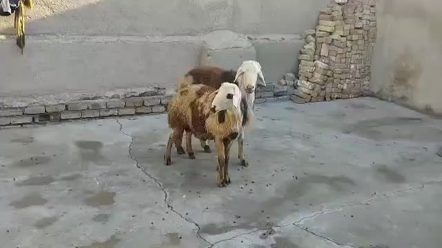 قوچ پلنگی|حیوانات مزرعه|بروجرد, |دیوار