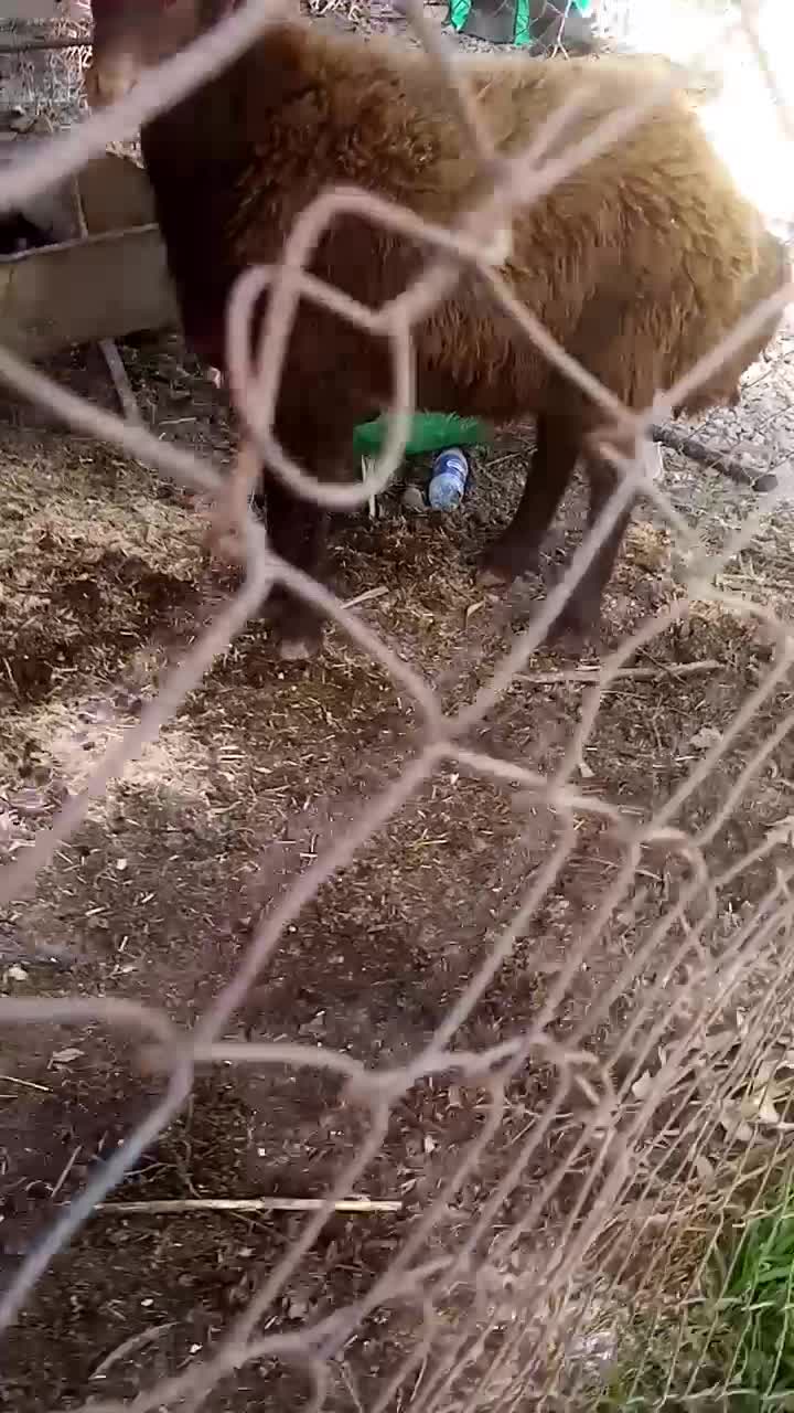 بره نر|حیوانات مزرعه|سنگدوین, |دیوار