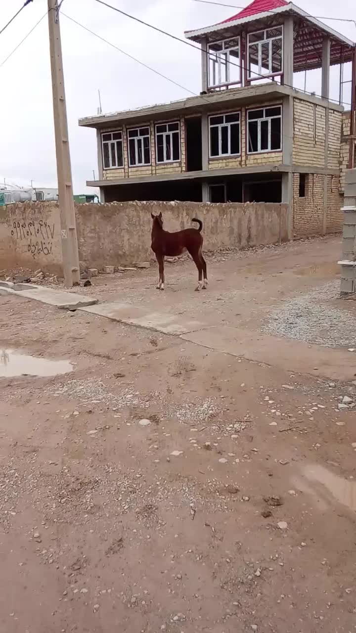 کره ماده|اسب و تجهیزات اسب‌سواری|لردگان, |دیوار