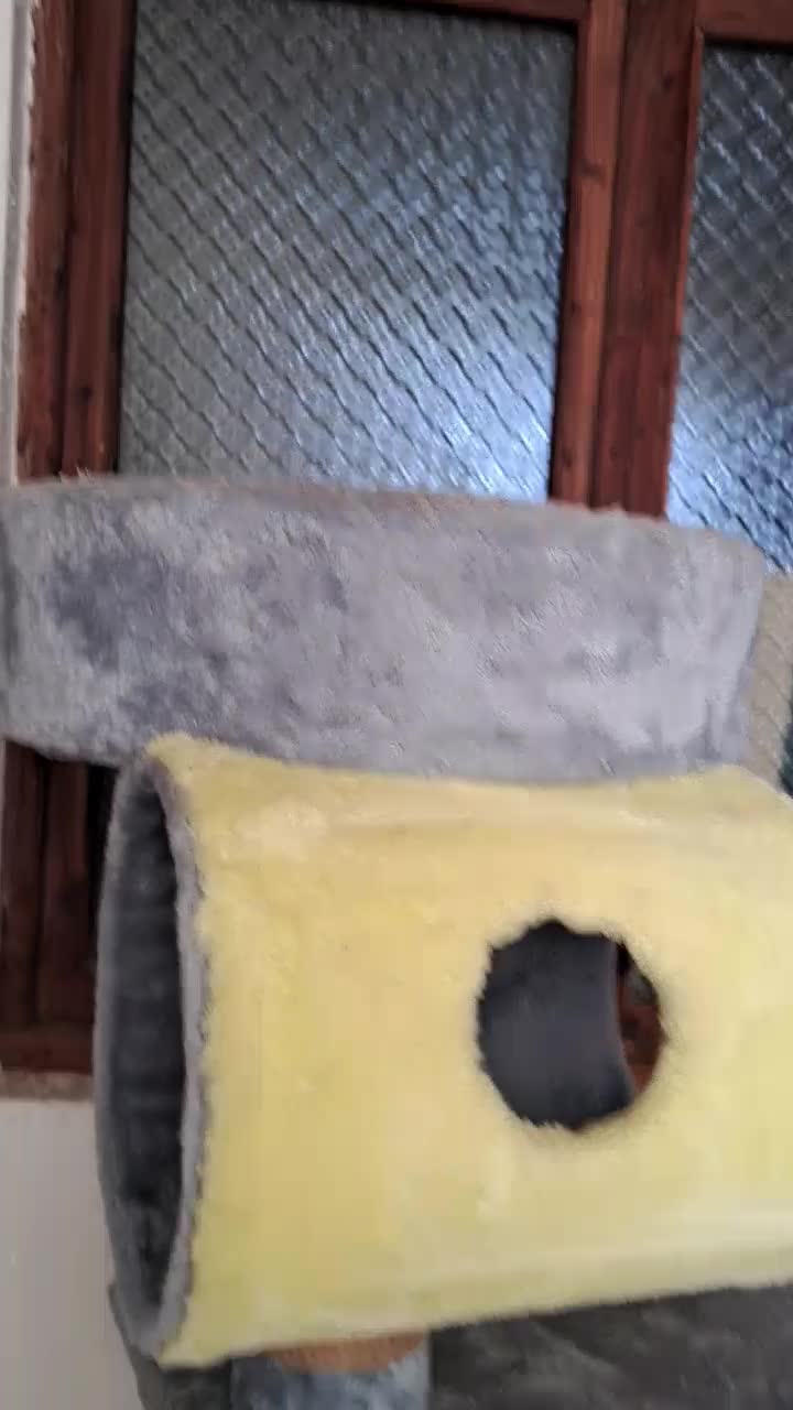 درخت گربه برند پتاژه|لوازم جانبی حیوانات|صومعهسرا, |دیوار