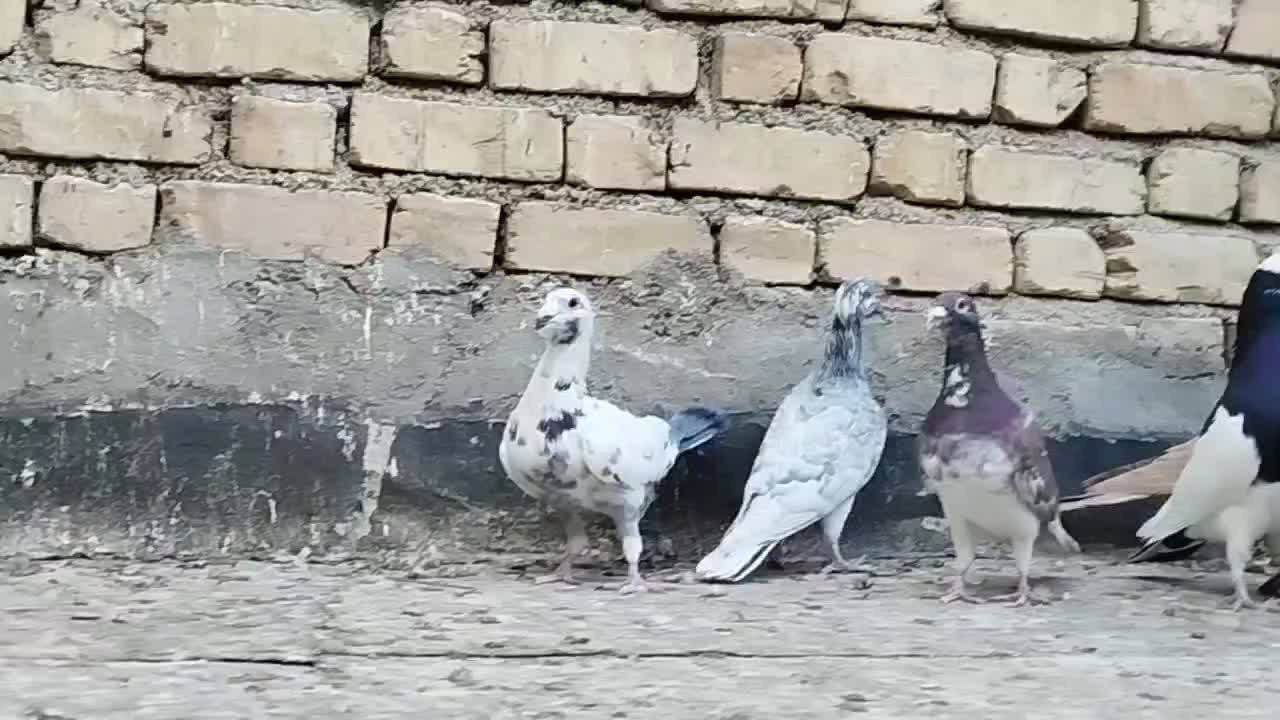 دسته کفتر پلاکی و جفت شوریستر|پرنده|شیراز, دانشگاه شیراز|دیوار