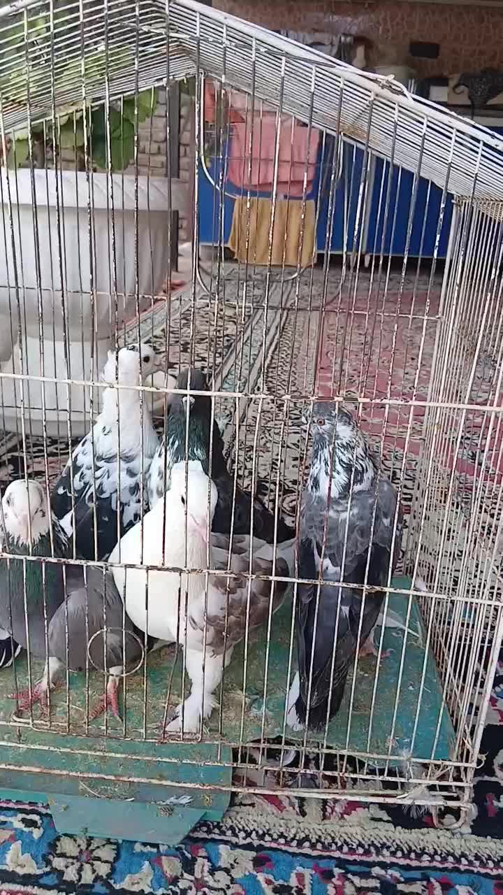کفتر|پرنده|مزرعه کتول, |دیوار