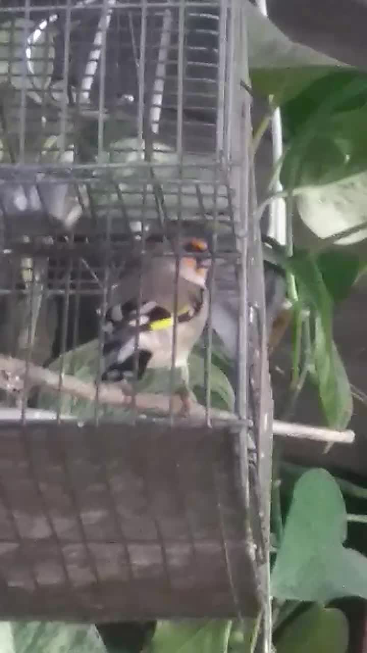 سهره کرمانی نر خوش قواره|پرنده|گنبد کاووس, |دیوار