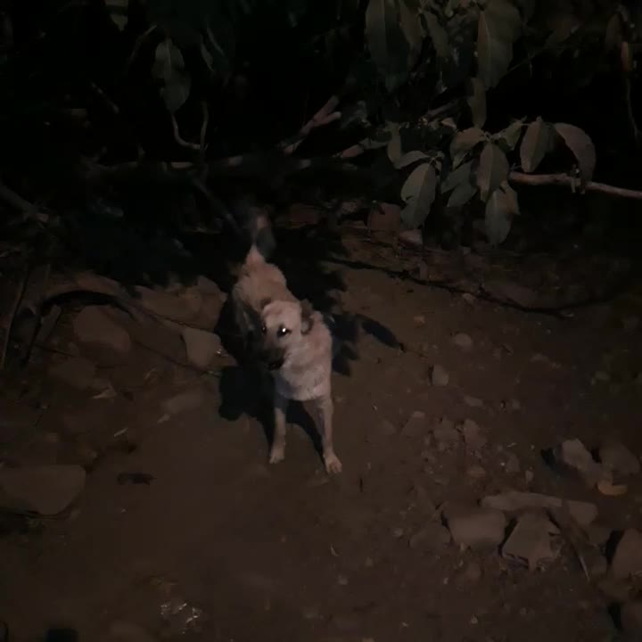 سگ سرابی اصیل|سگ|تیکمه داش, |دیوار