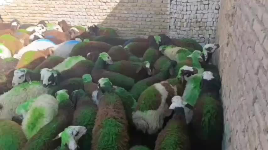 بره نر باب مالداران کل|حیوانات مزرعه|مشهد, عسگریه|دیوار