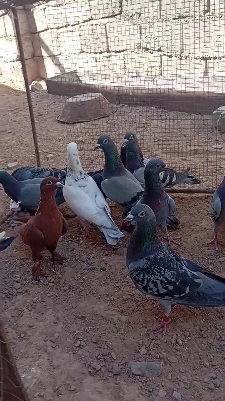 دسته ۲۵تایی|پرنده|راور, |دیوار
