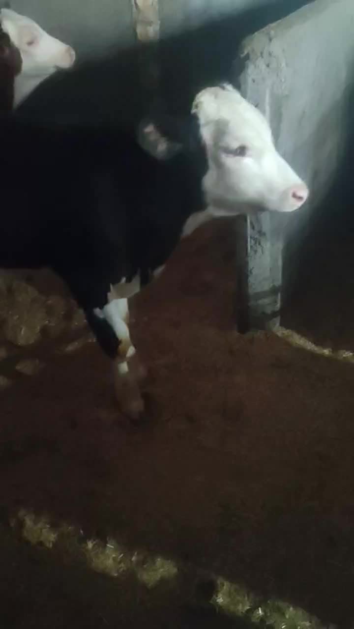 گوساله سیمینتال نراصل قرمز شرابی|حیوانات مزرعه|چگنی, |دیوار