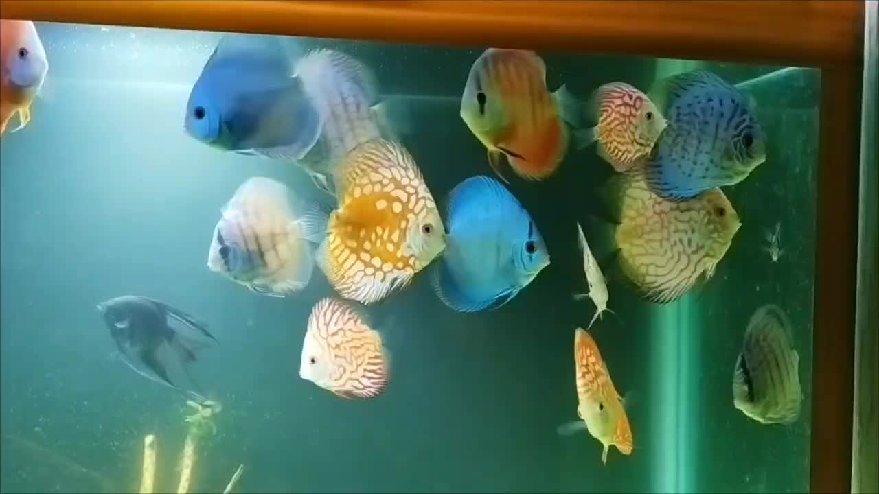 فروش یا تعویض تعدادی دیکس|ماهی|زنجان, |دیوار