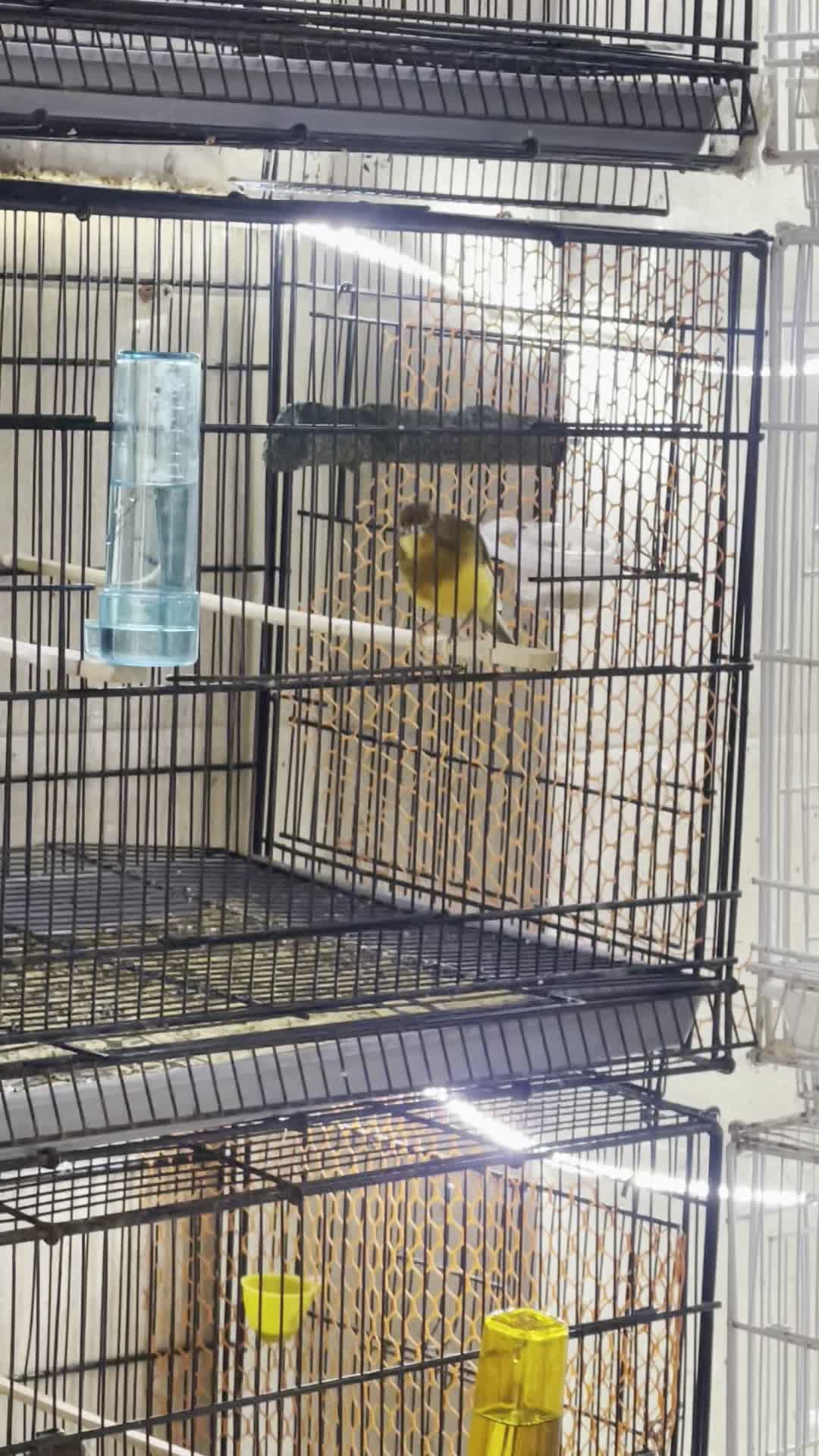 قناری جفت آماده|پرنده|قشم, |دیوار