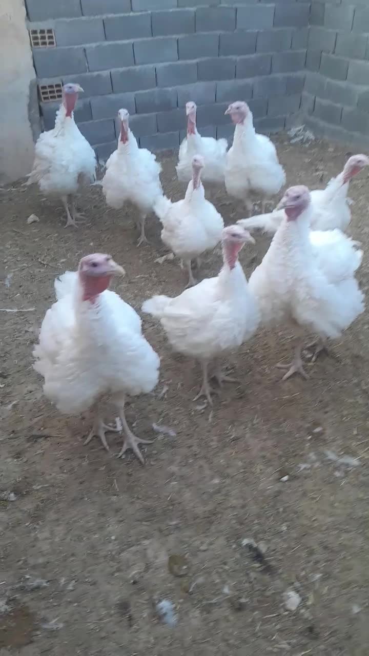 بوقلمون بوغلمون|حیوانات مزرعه|شال, |دیوار