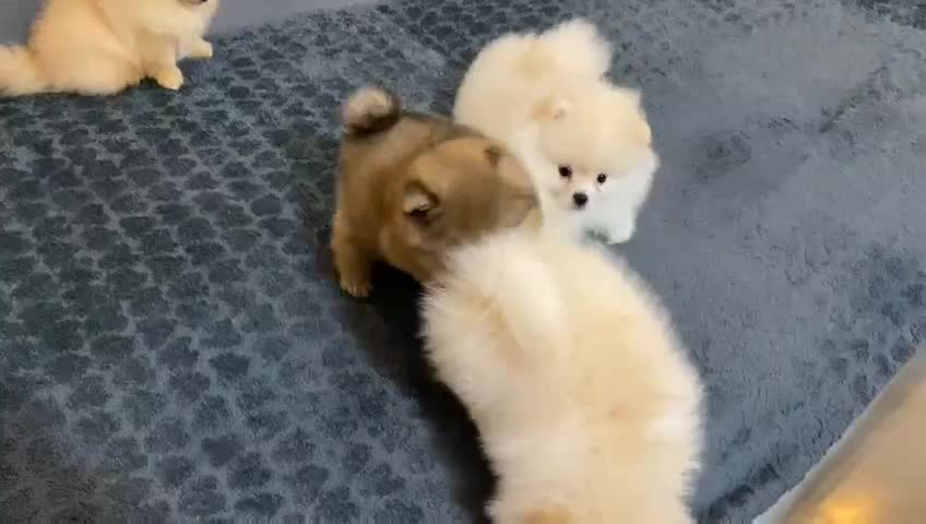 سگ پامر،پامرین اصیل برای جفتگیری،جفت گیری|سگ|شهریار, کردزار|دیوار