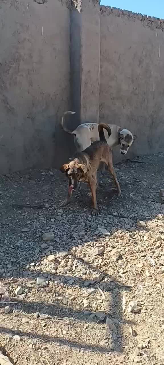 سگ ماده پژدر|سگ|قزوین, |دیوار