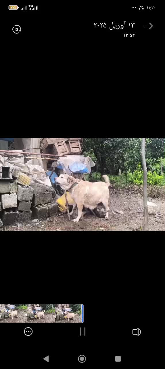 سگ ماده پژدر عراقی|سگ|رودسر, |دیوار