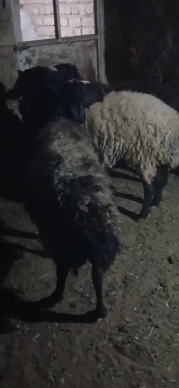 شیشک شالی|حیوانات مزرعه|رامند, |دیوار