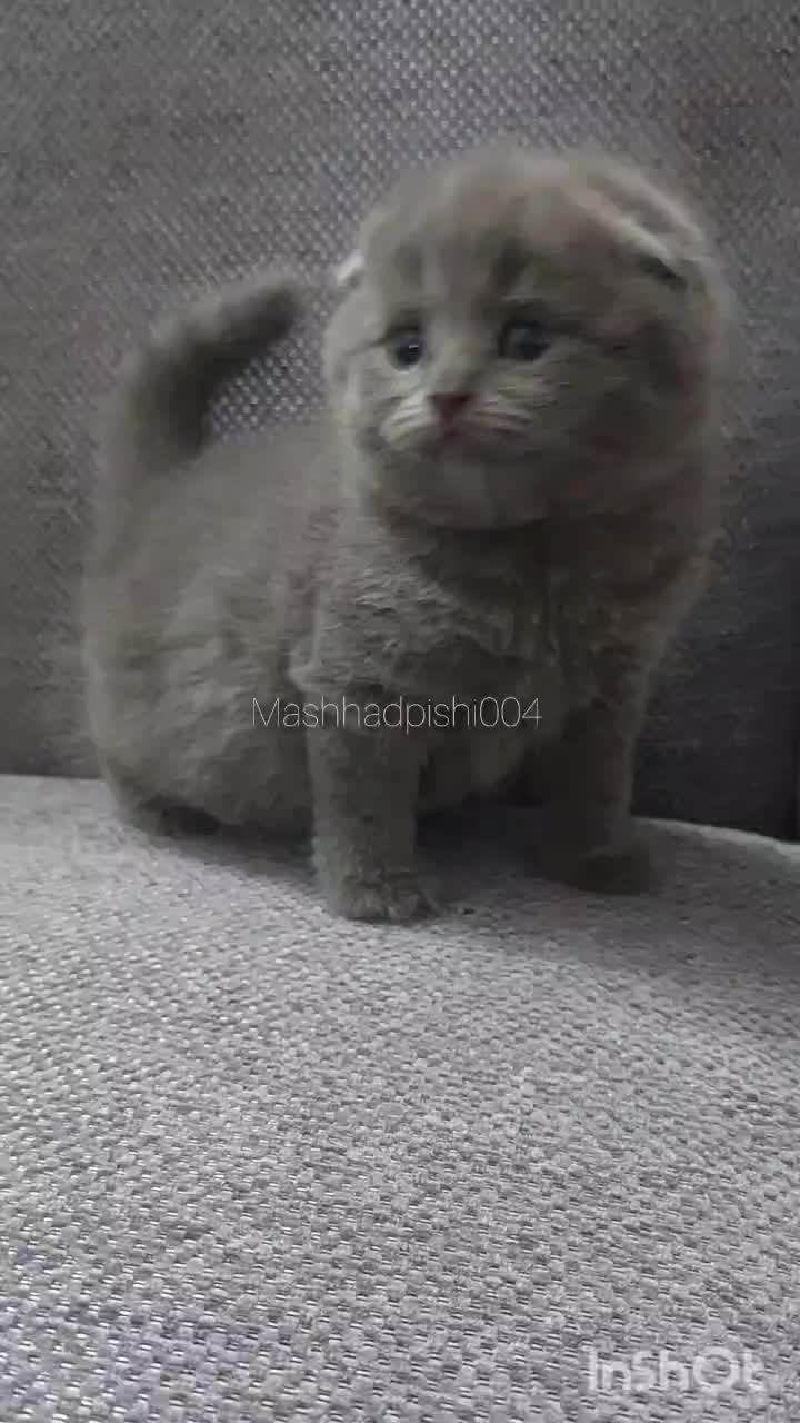 جوجه بلو|گربه|مشهد, شهرک امام سجاد|دیوار