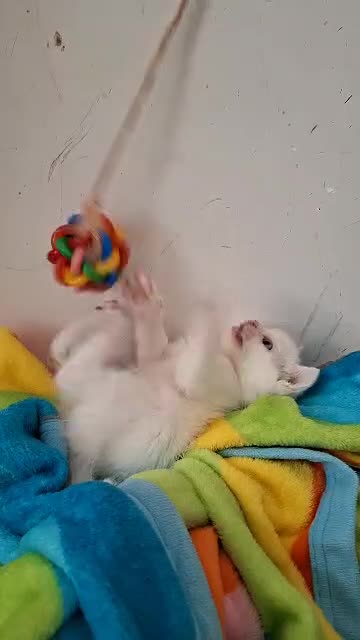 گربه بریتیش|گربه|بابل, |دیوار