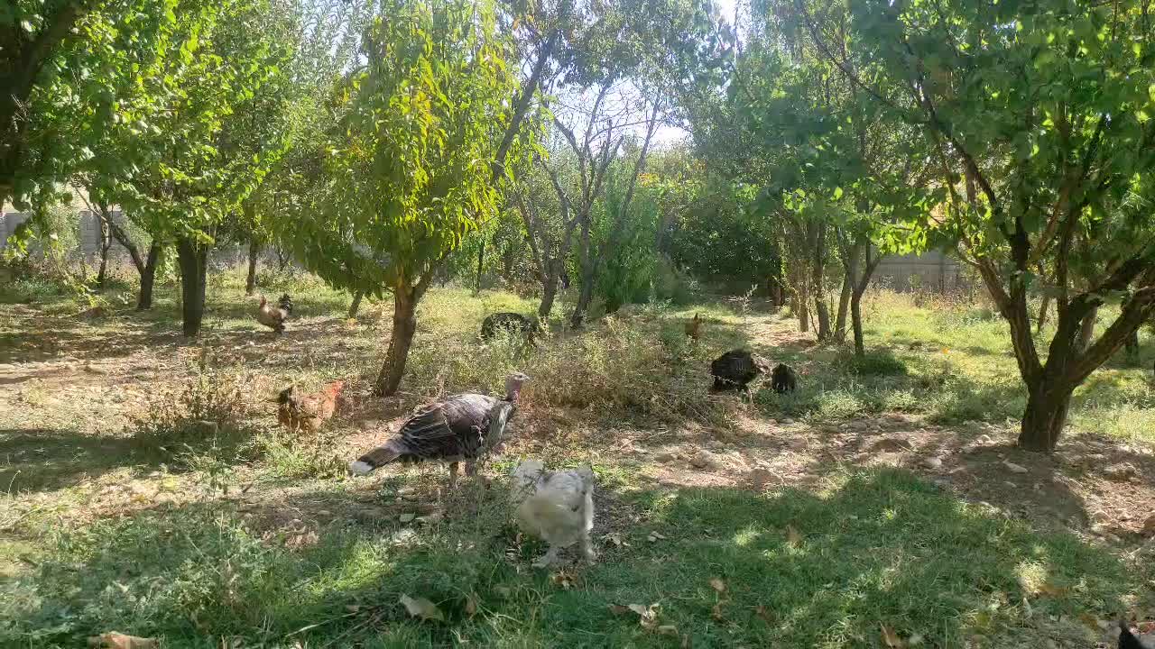 مرغ و بوقلمون|حیوانات مزرعه|چیتاب, |دیوار