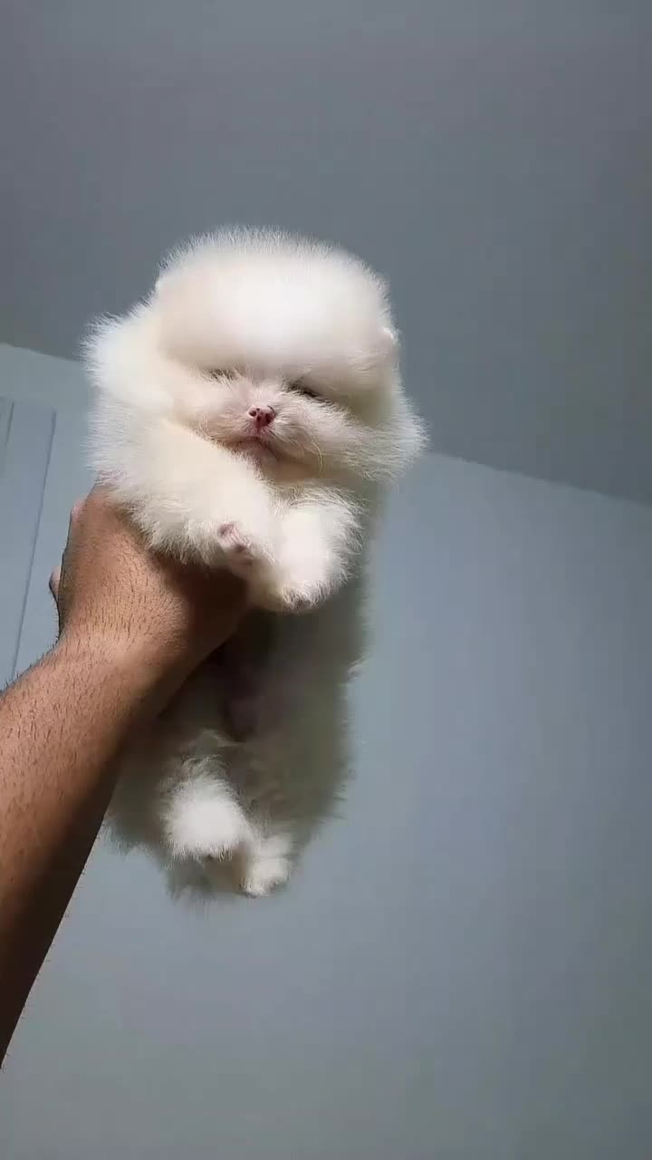 پامر دو سر خرسی بو فیس، پودل توی|سگ|هشتگرد, شهرک اداری|دیوار