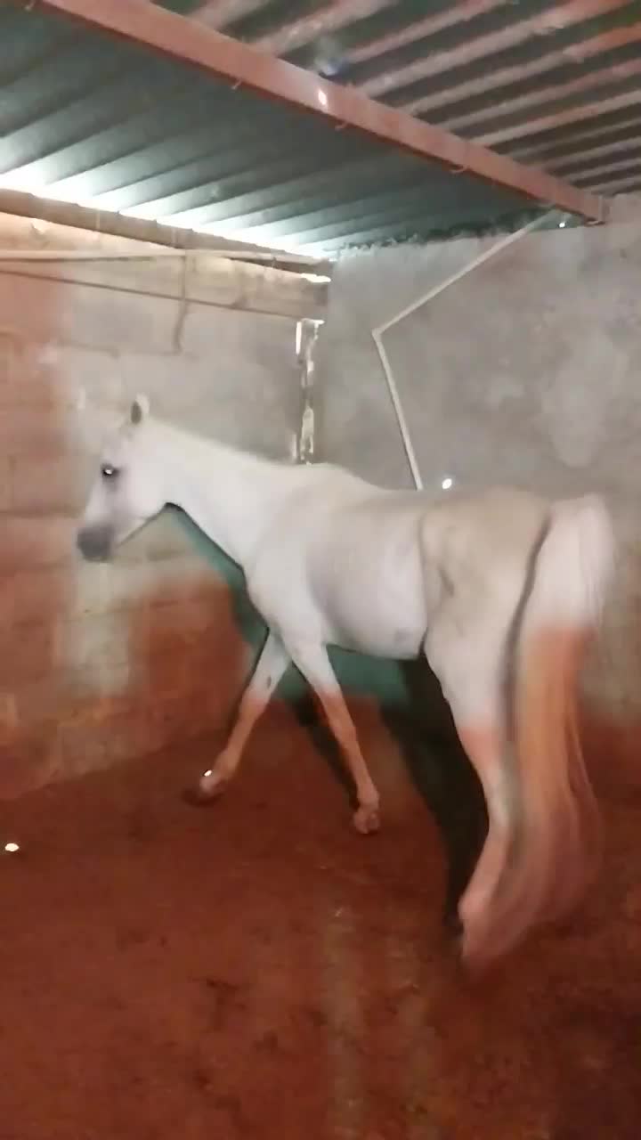 فروش ۱۲ راءس نریان و مادیان و کره|اسب و تجهیزات اسب‌سواری|اصفهان, بهارستان|دیوار