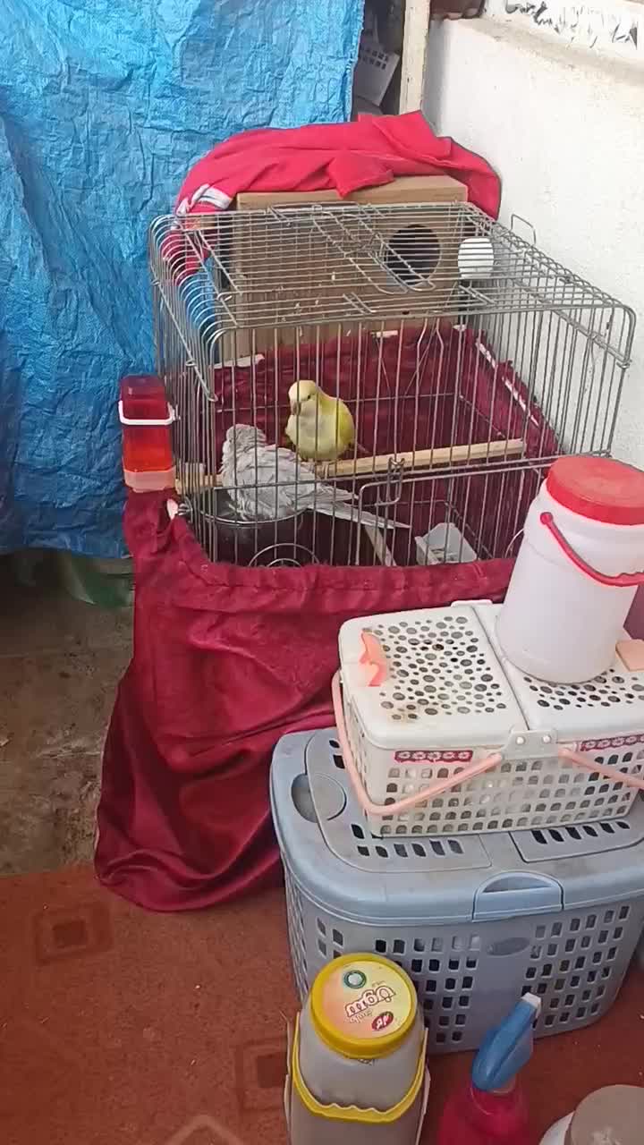 راهب ماده سیلور رنگ خاص|پرنده|هشتگرد, شهرک راه آهن|دیوار