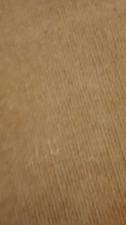 توپ Automatic Cat Teaser Ball|لوازم جانبی حیوانات|تهران, آرارات|دیوار