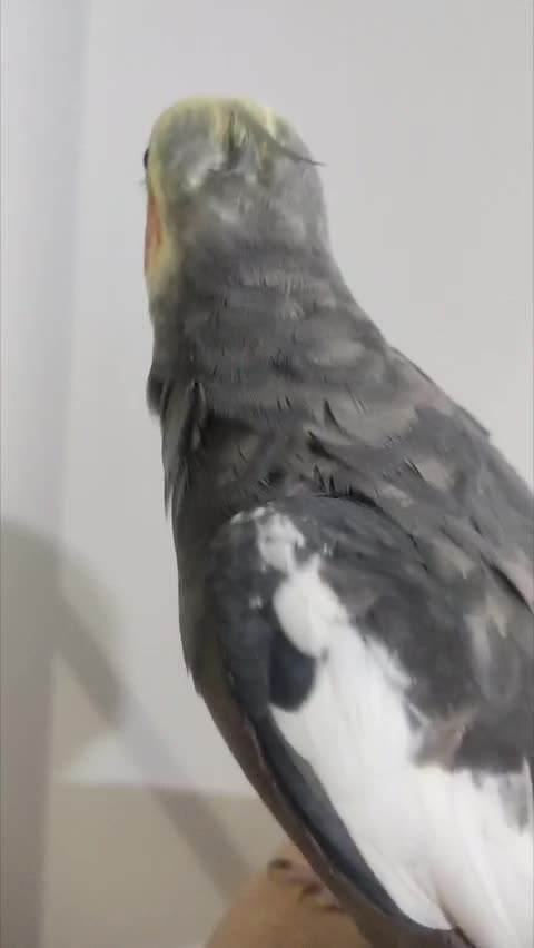 عروس هلندی نر سخنگو|پرنده|لنگرود, |دیوار