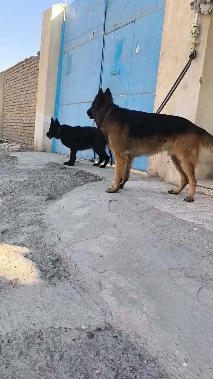 سگ ژرمن|سگ|محمدشهر, محمدشهر|دیوار