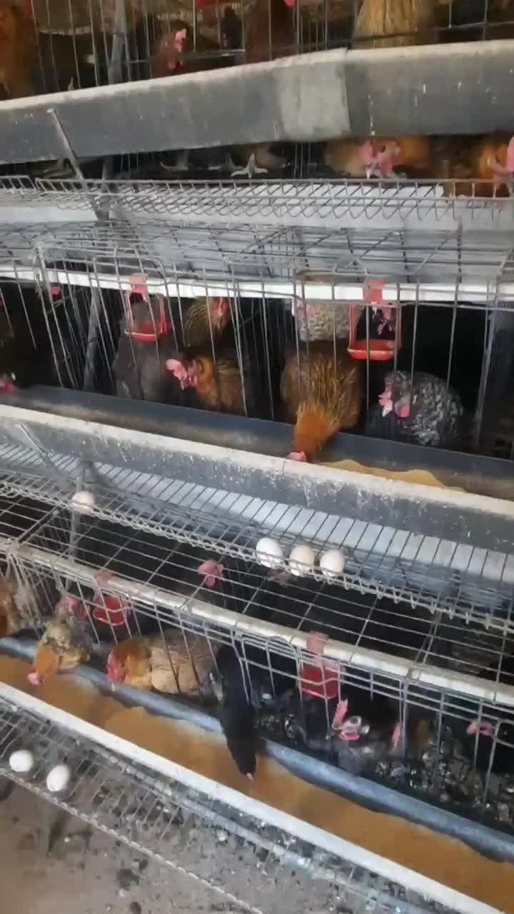 تخم مرغ بومی|خوردنی و آشامیدنی|کاشان, فاز ۲ ناجی آباد|دیوار