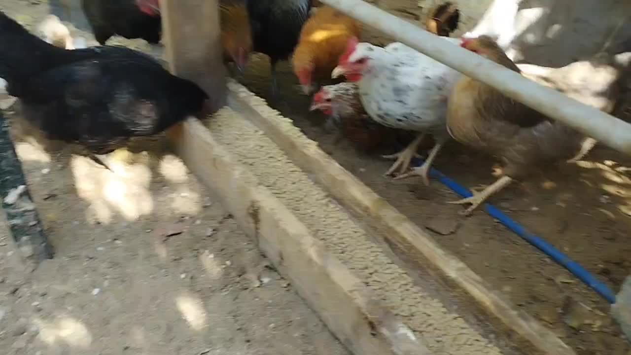 مرغ محلی|حیوانات مزرعه|برازجان, |دیوار