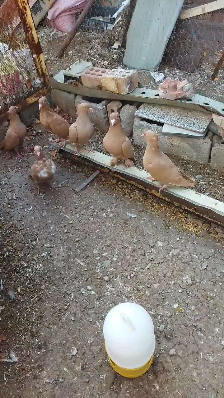 زرد کلایی|پرنده|عنبرآباد, |دیوار