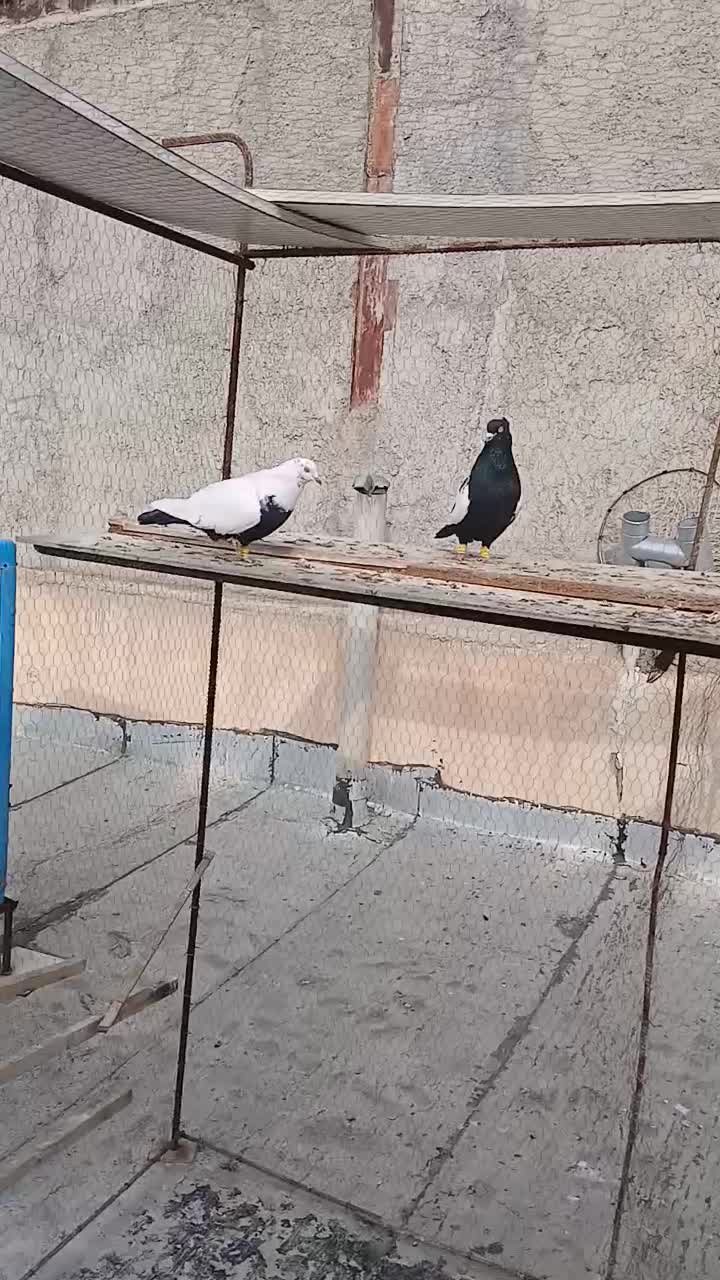 پرنده|پرنده|قزوین, |دیوار