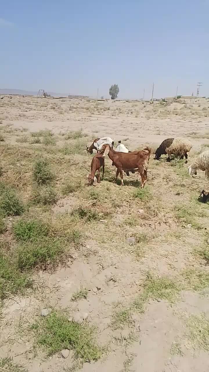 مری بز برای مالداری|حیوانات مزرعه|خاش, |دیوار