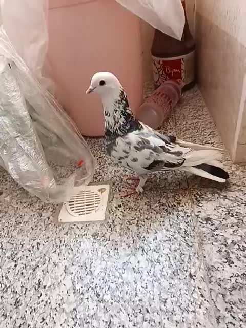 کفتر|پرنده|فردیس, شهرک سپاه|دیوار