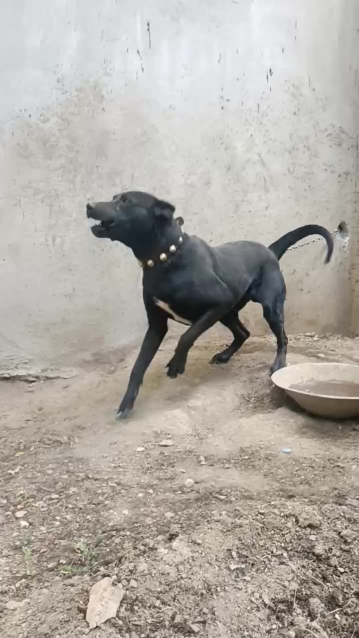 سگ نگهبان|سگ|شازند, |دیوار