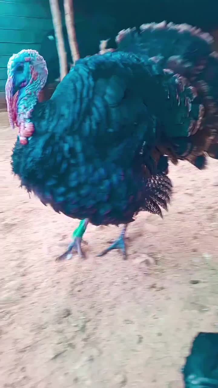 بوقلمون|حیوانات مزرعه|اندیمشک, |دیوار