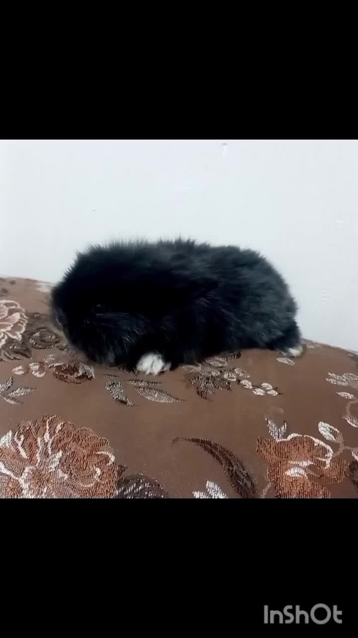 بچه خرگوش رنگی مشکی مخملی نژاد دار|موش و خرگوش|یزد, |دیوار