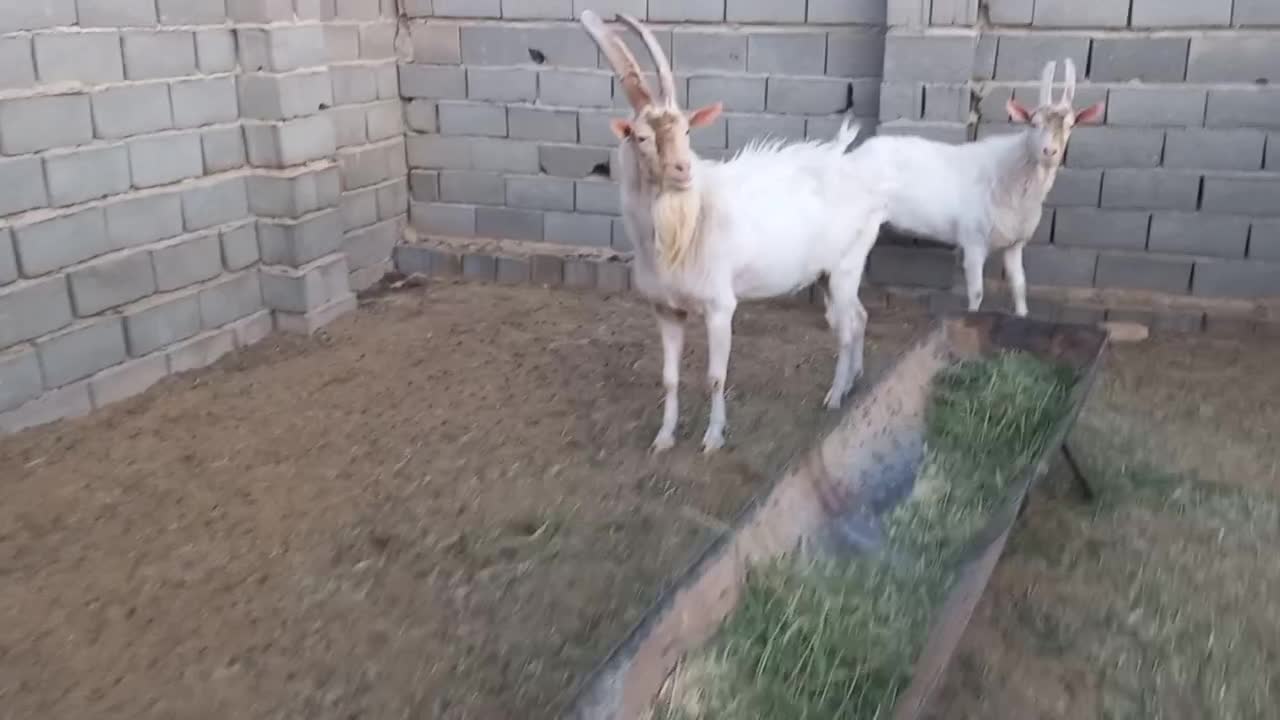 کل ثانن|حیوانات مزرعه|امیرآباد, |دیوار