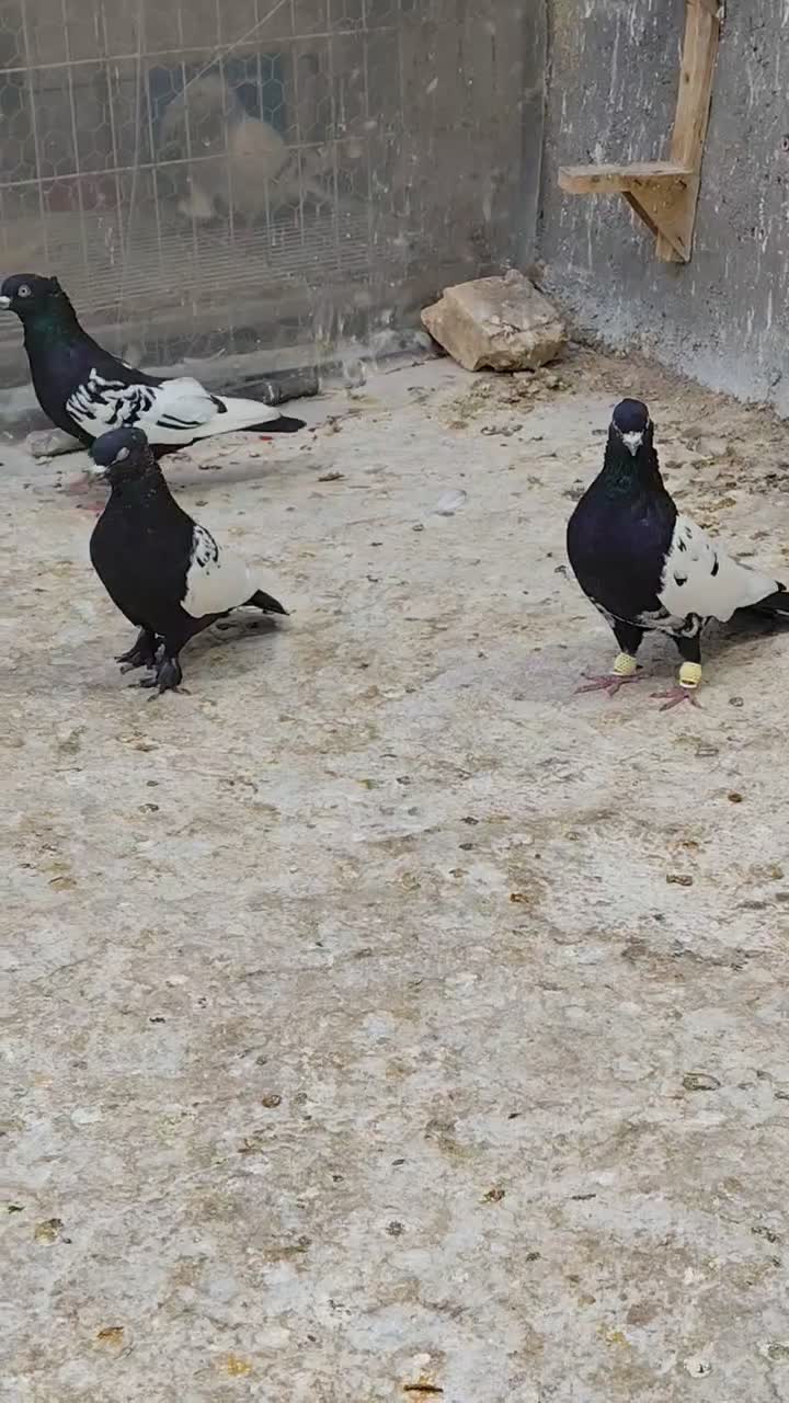 بهبونی رنگی زدخوردی|پرنده|شیراز, انجیر|دیوار