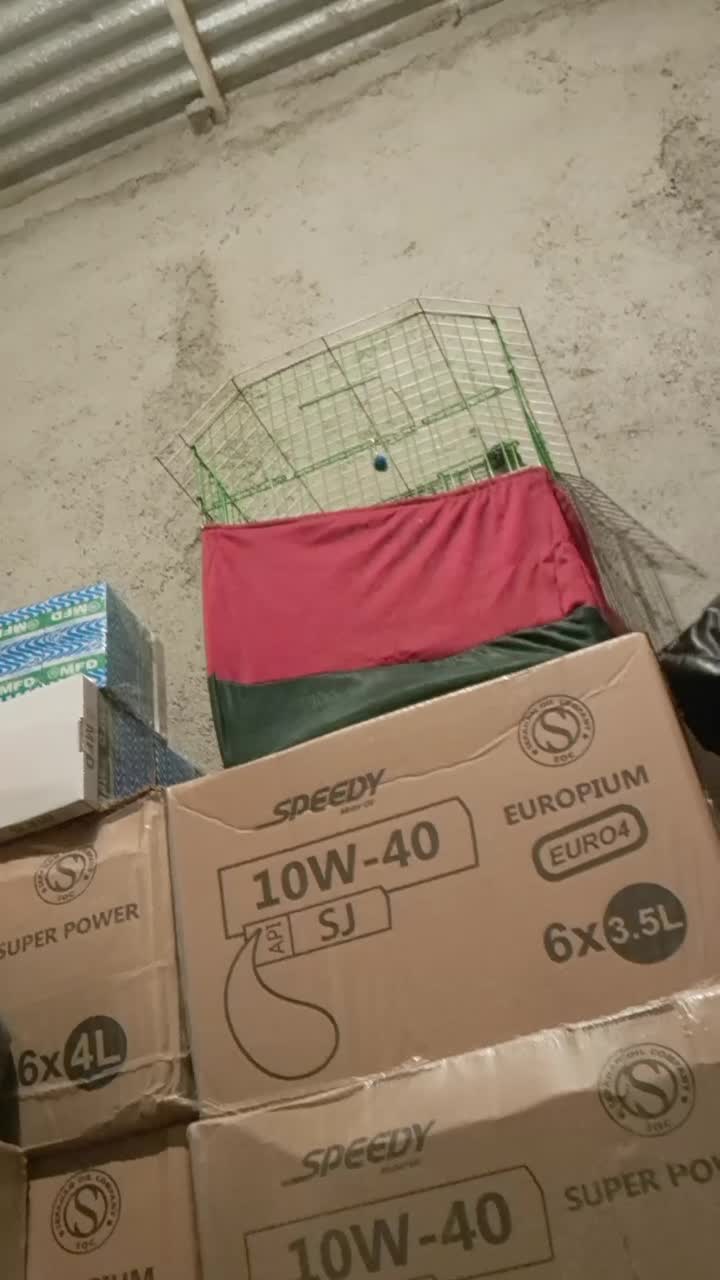 مینا رام سخنگو|پرنده|تهران, تهرانپارس جنوبی|دیوار