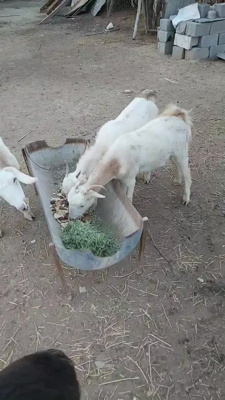 بز ، میش|حیوانات مزرعه|لامرد, |دیوار