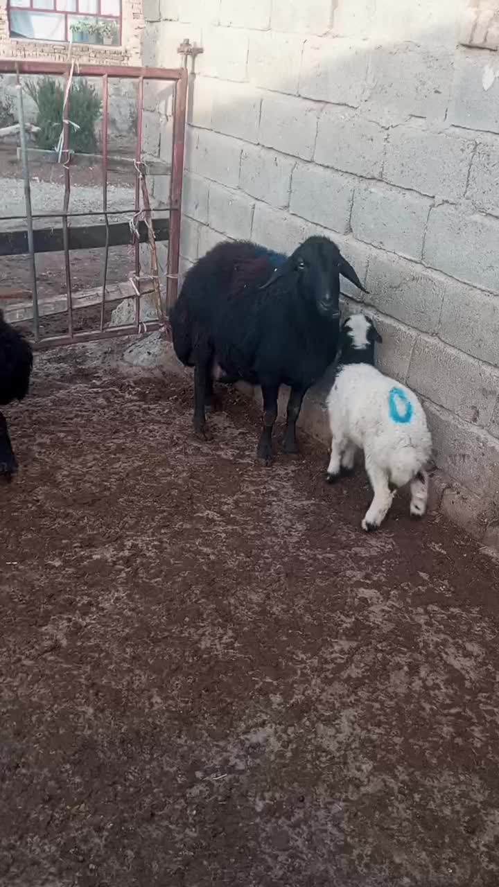 گوسفند|حیوانات مزرعه|بکتاش, |دیوار