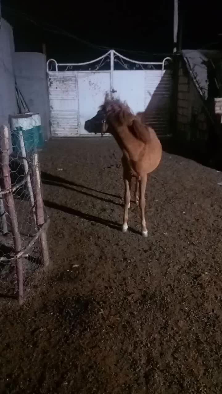 اسب و کره اسب هردو مادیون|اسب و تجهیزات اسب‌سواری|مشهد, شهرک امام سجاد|دیوار