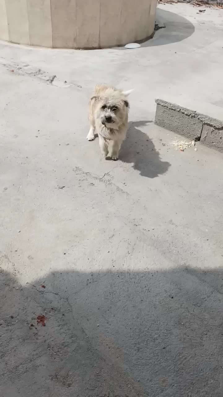 پاکوتا ماده خیلی بازی گوش سالم|سگ|بناب, |دیوار