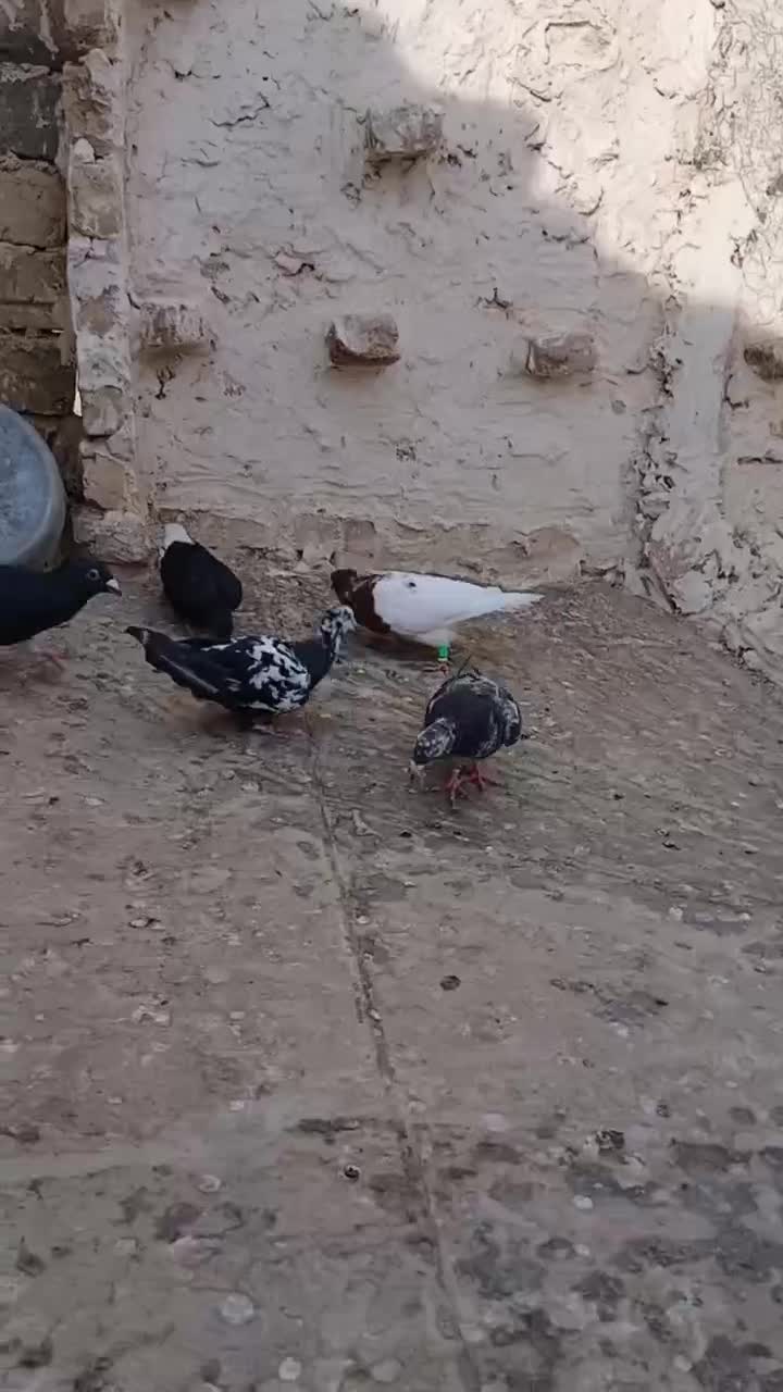 کفتر جفتگاه خوب|پرنده|تربت‌حیدریه, ترمینال|دیوار