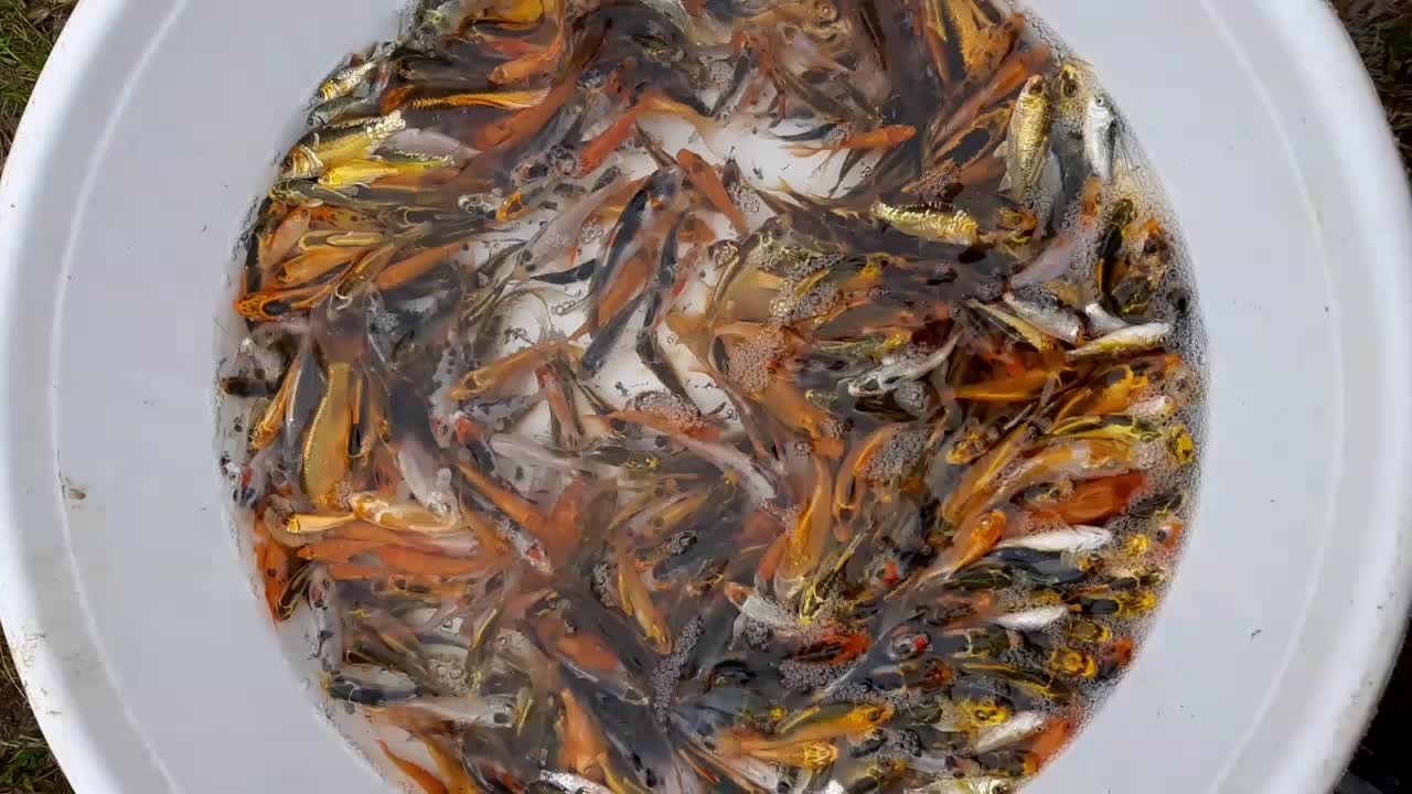 ماهی کوی|ماهی|سنگر, |دیوار